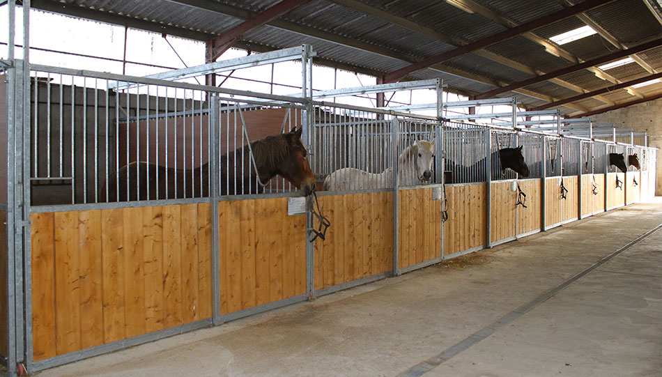 Pension chevaux à Rochefort : chevaux dans des box